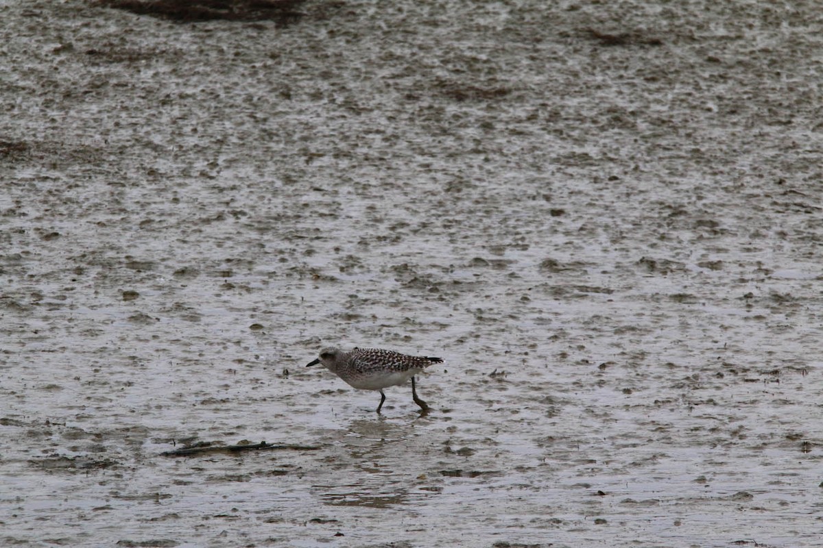 Black-bellied Plover - Bastiaan Notebaert