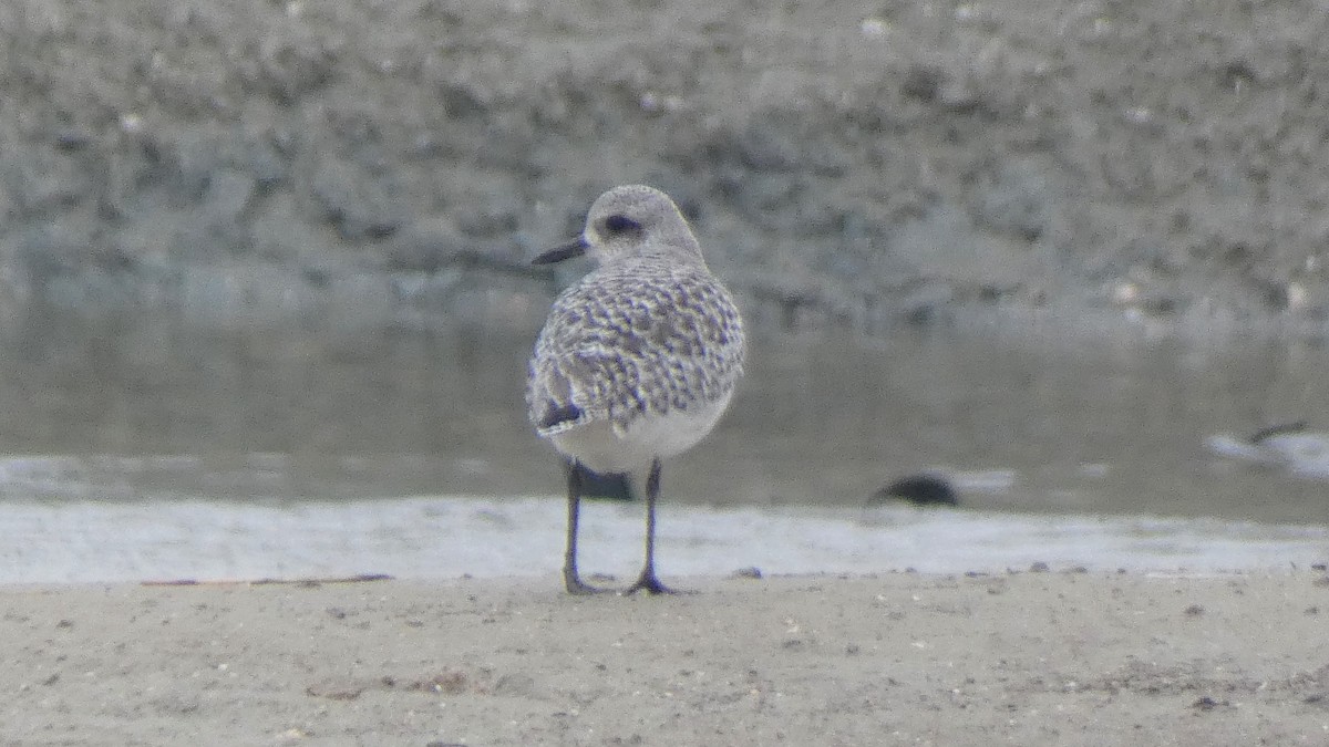 Black-bellied Plover - Job De Bruycker