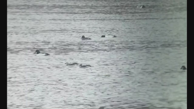 Long-tailed Duck - ML310131581