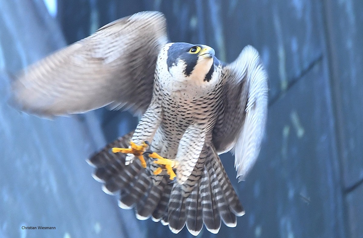 Peregrine Falcon - ML310132591