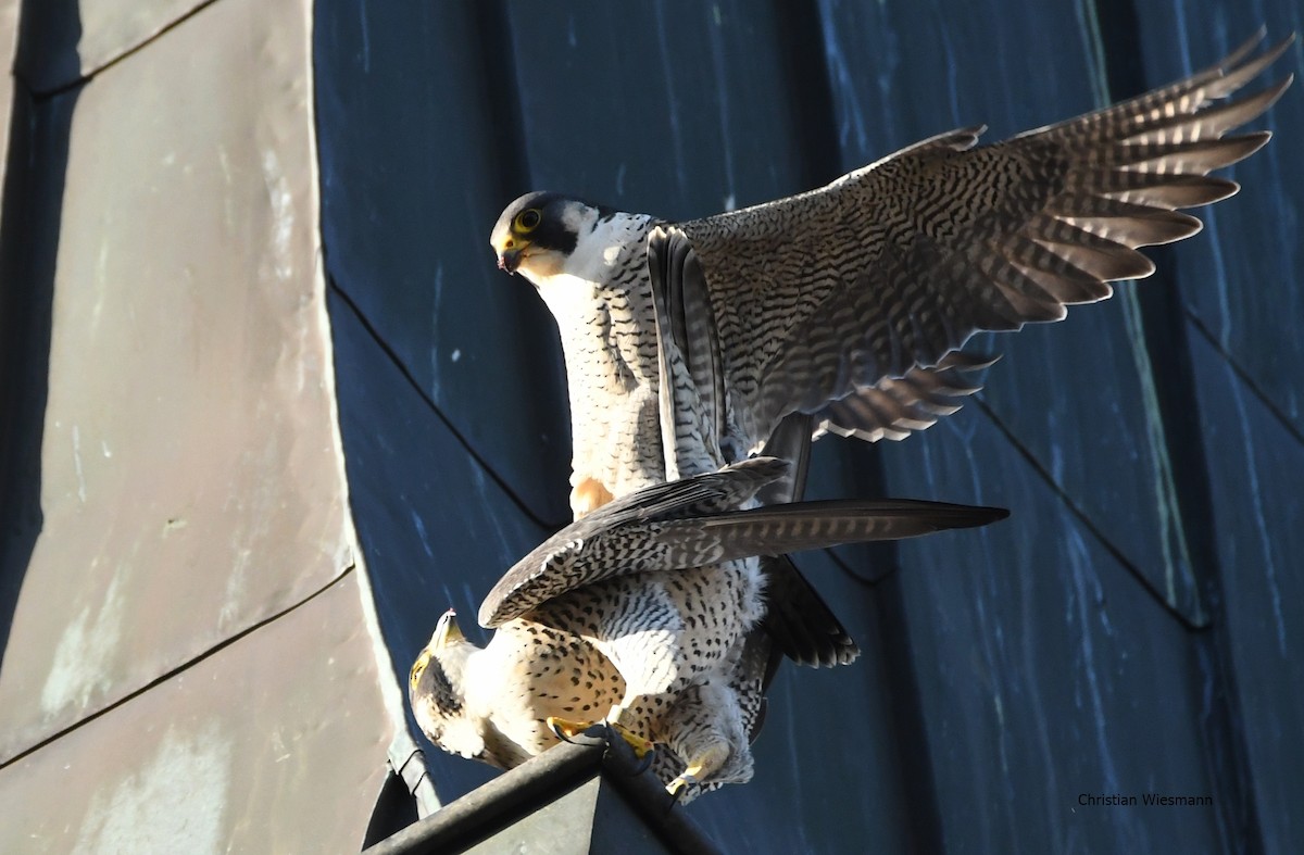 Peregrine Falcon - ML310132651