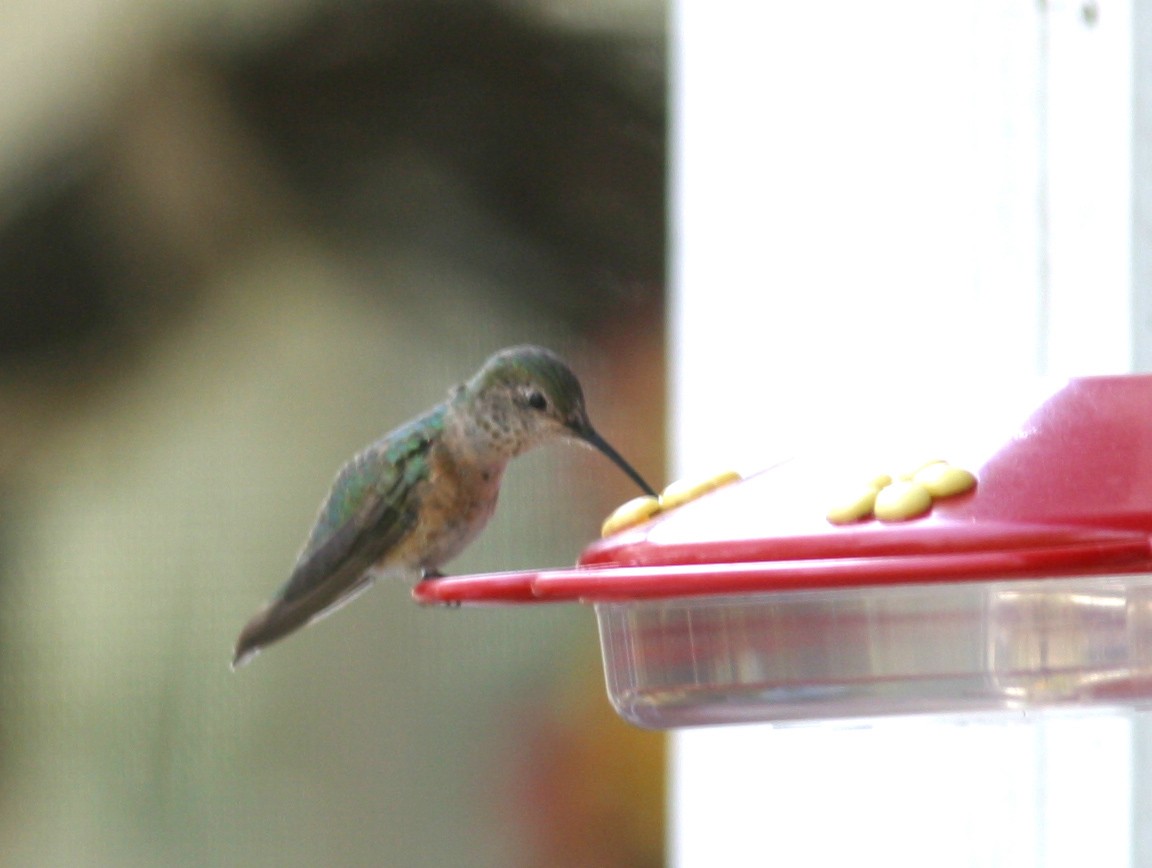 Broad-tailed Hummingbird - ML31013501