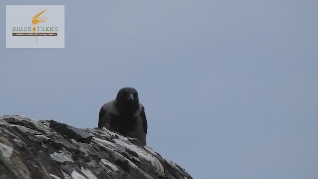 Hooded Crow - ML310135051