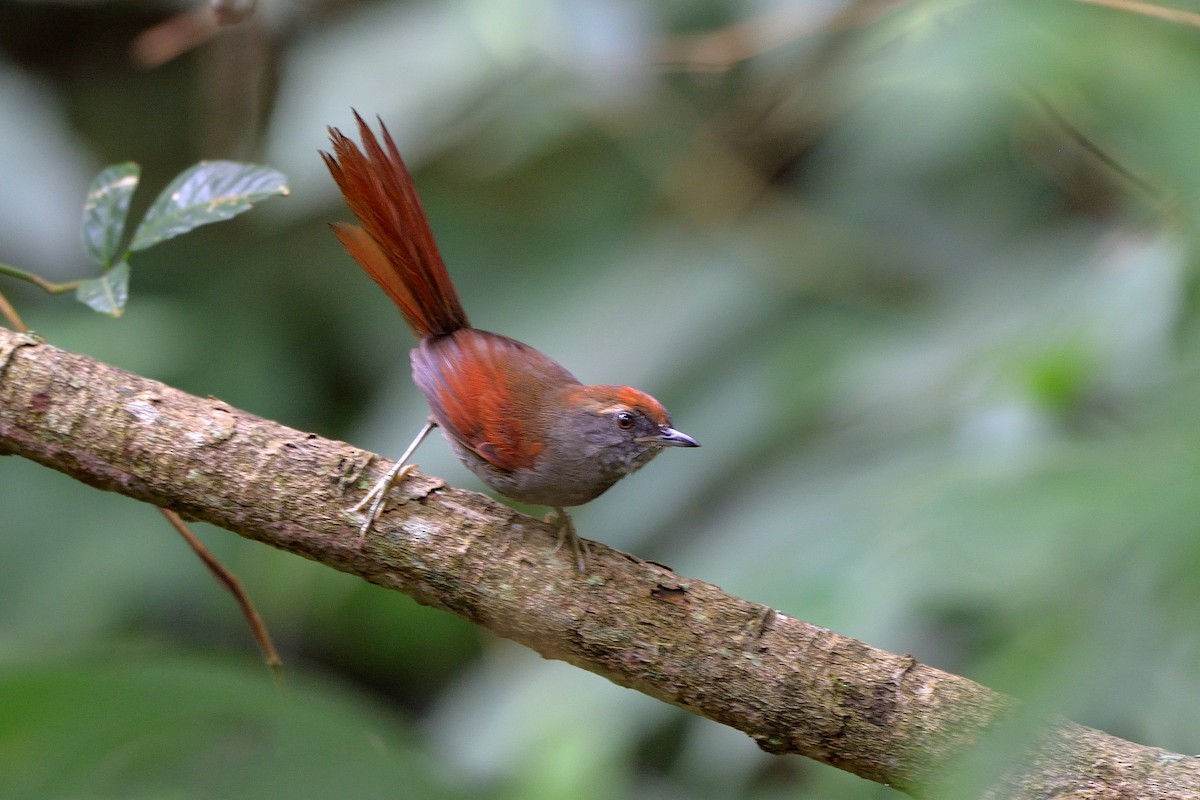 Bahia Spinetail - ML310135341