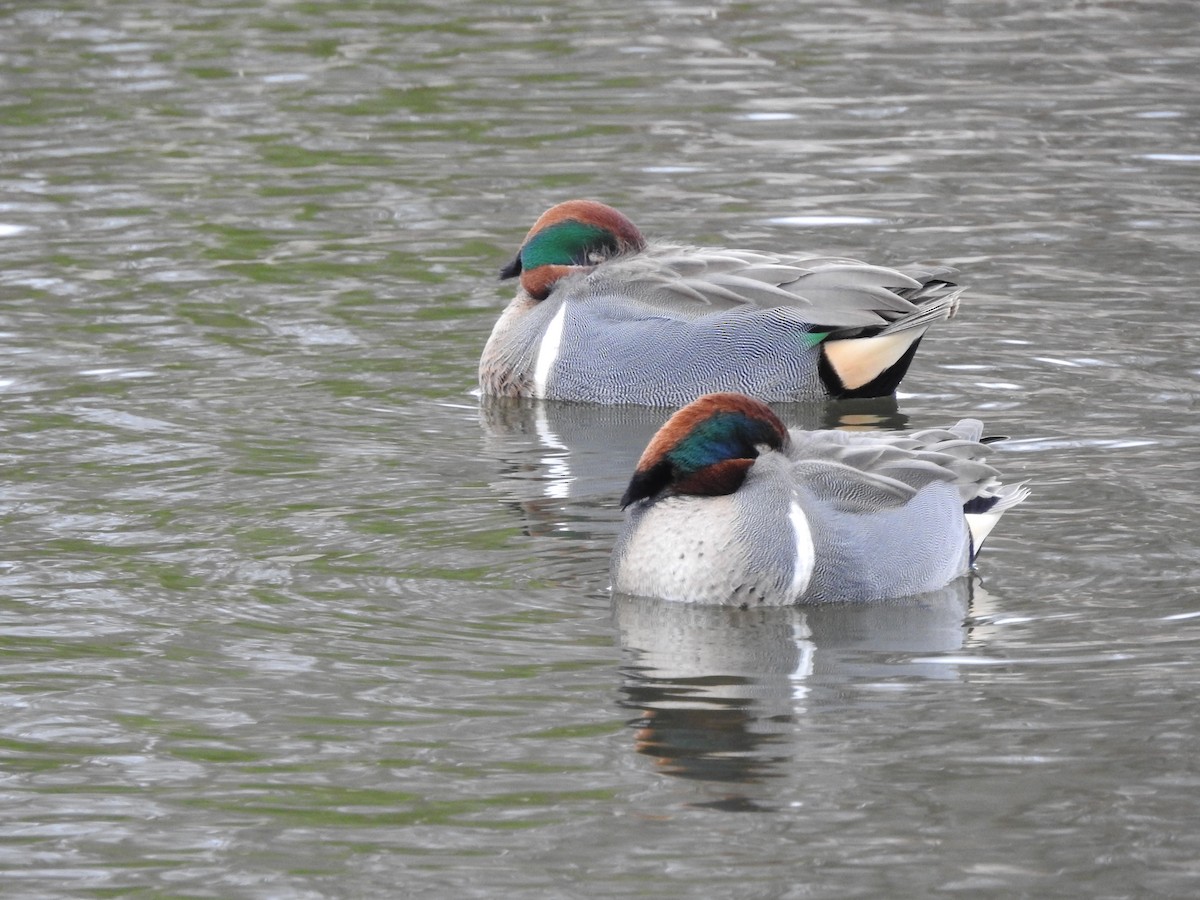 Green-winged Teal - ML310135351