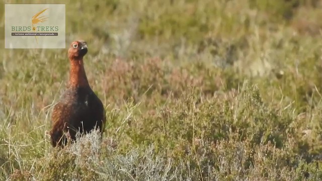 Moorschneehuhn - ML310136041