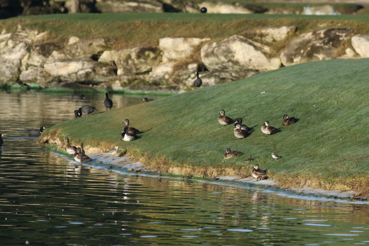 Ring-necked Duck - ML310136071