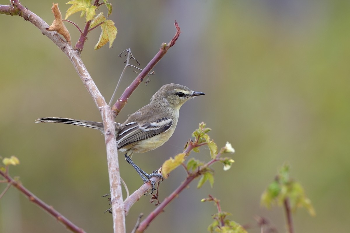 Bahia Wagtail-Tyrant - Rodrigo Ferronato