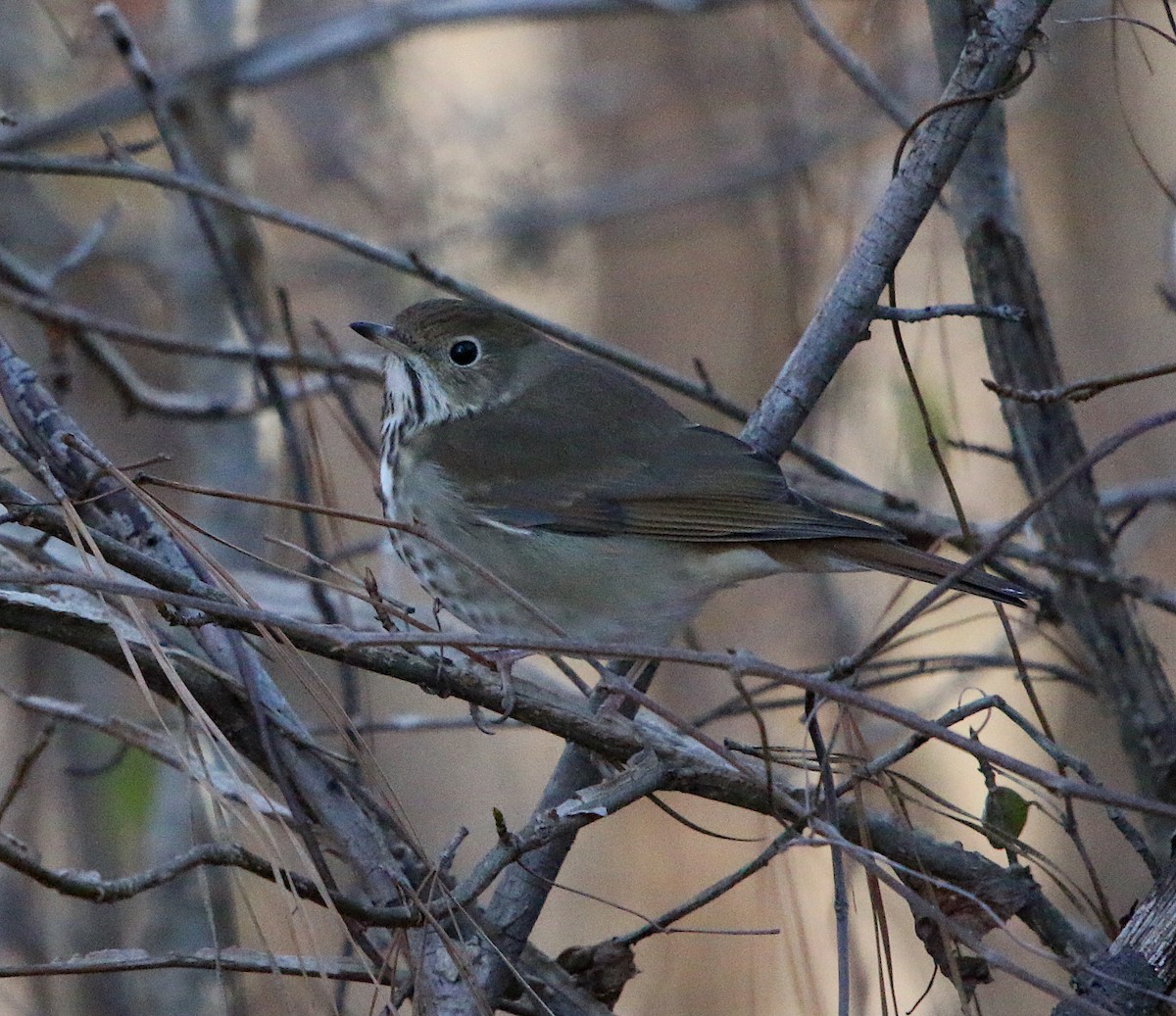 Hermit Thrush - ML310138001