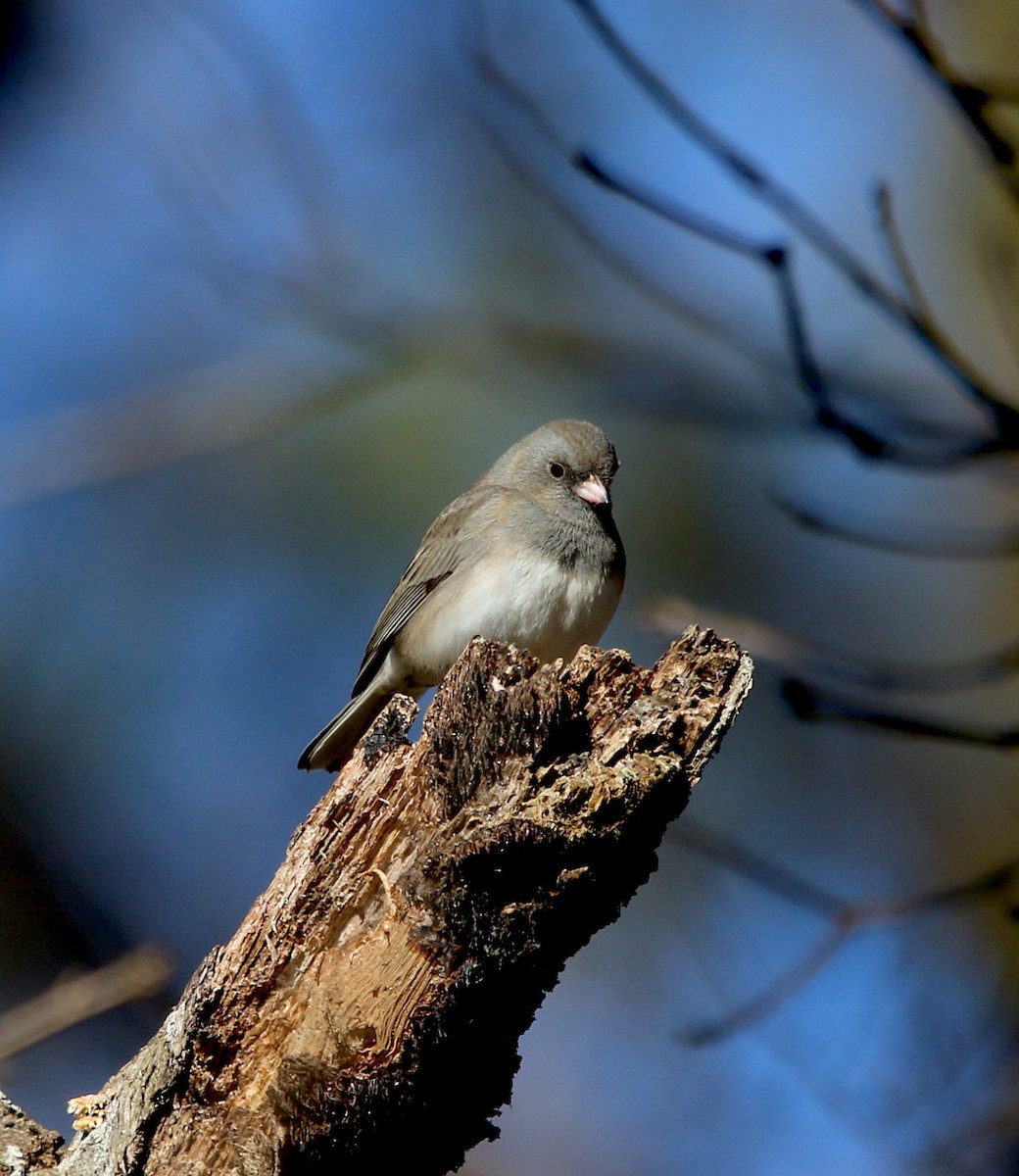 Junco ardoisé - ML310138201