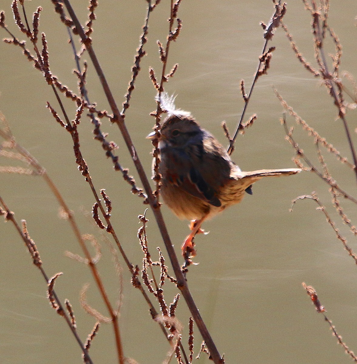 Swamp Sparrow - ML310138361