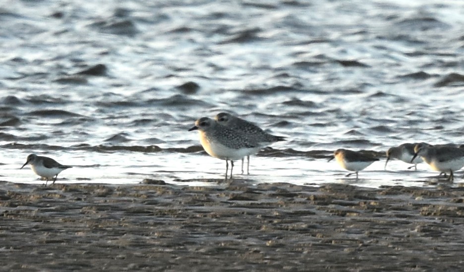 Black-bellied Plover - ML310138821