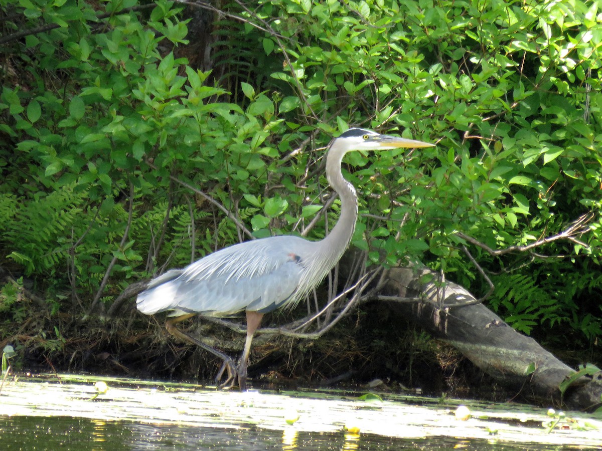 Great Blue Heron - ML31013971