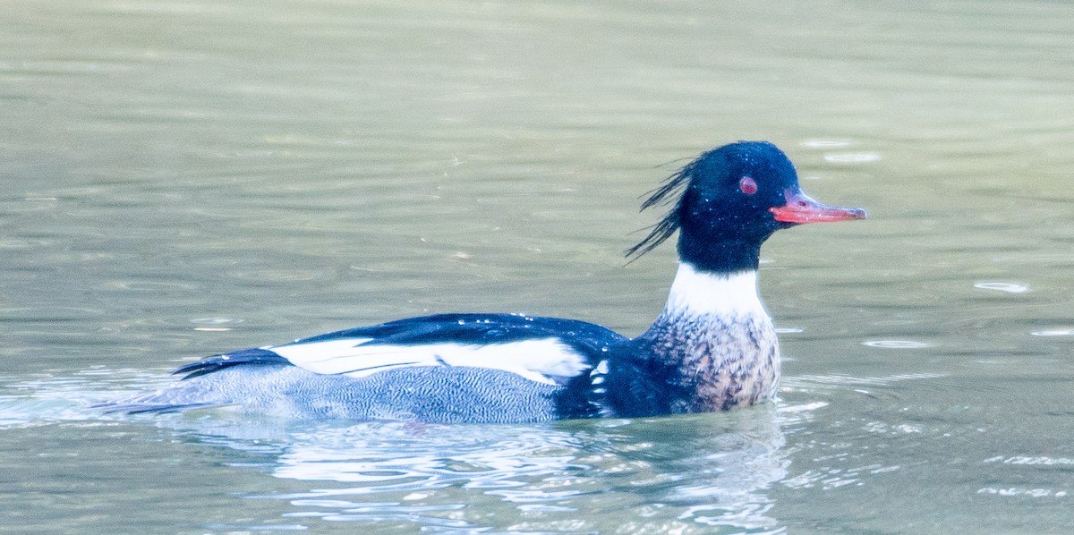 Red-breasted Merganser - Eric Bodker