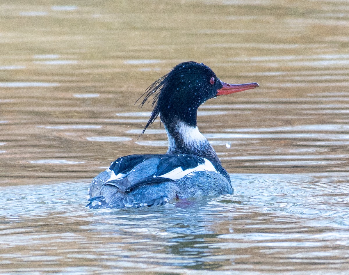 Red-breasted Merganser - Eric Bodker