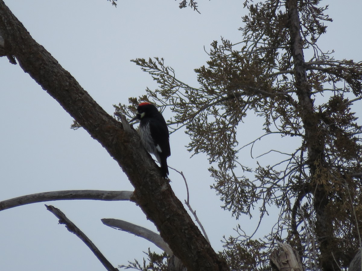 Acorn Woodpecker - ML310142321