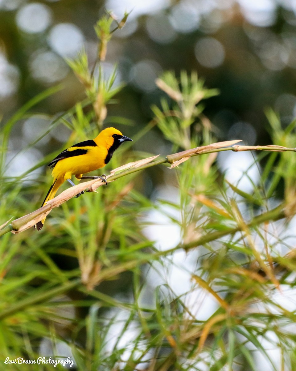Yellow-tailed Oriole - ML310142411