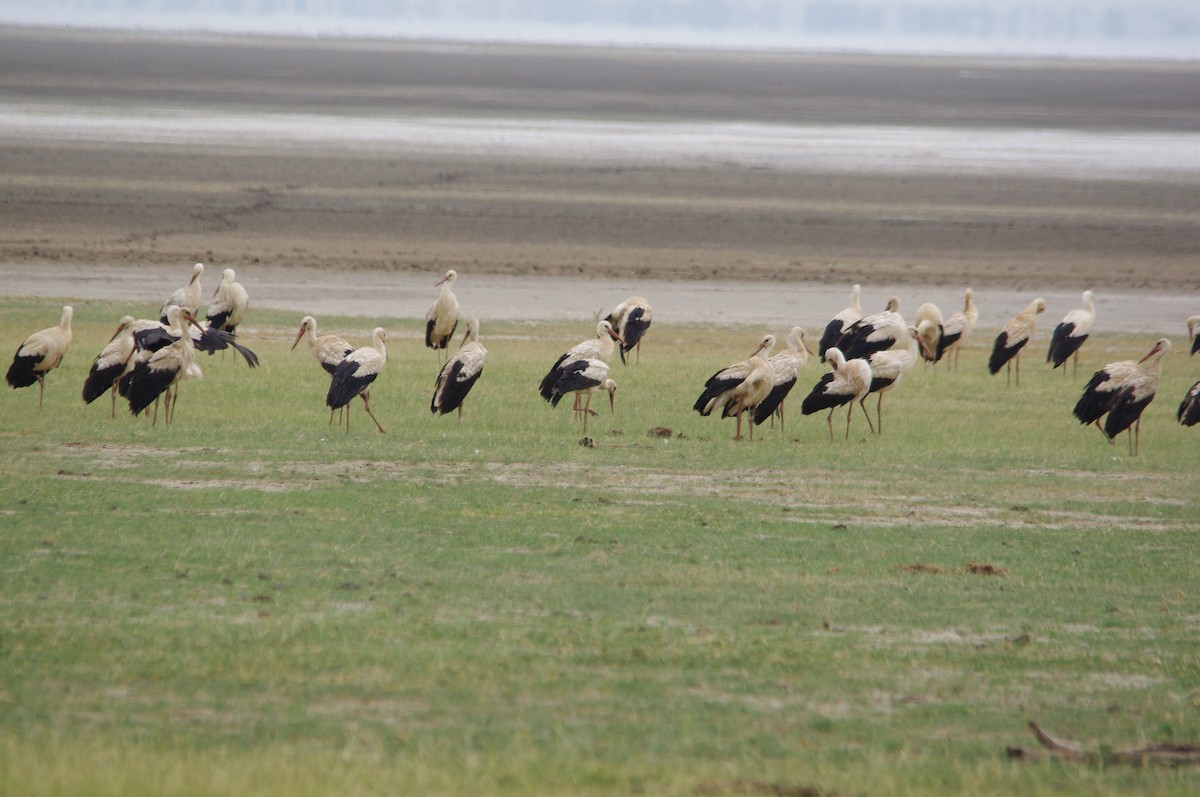 White Stork - ML310143941