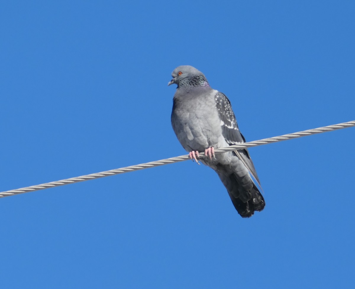 Rock Pigeon (Feral Pigeon) - ML310144431