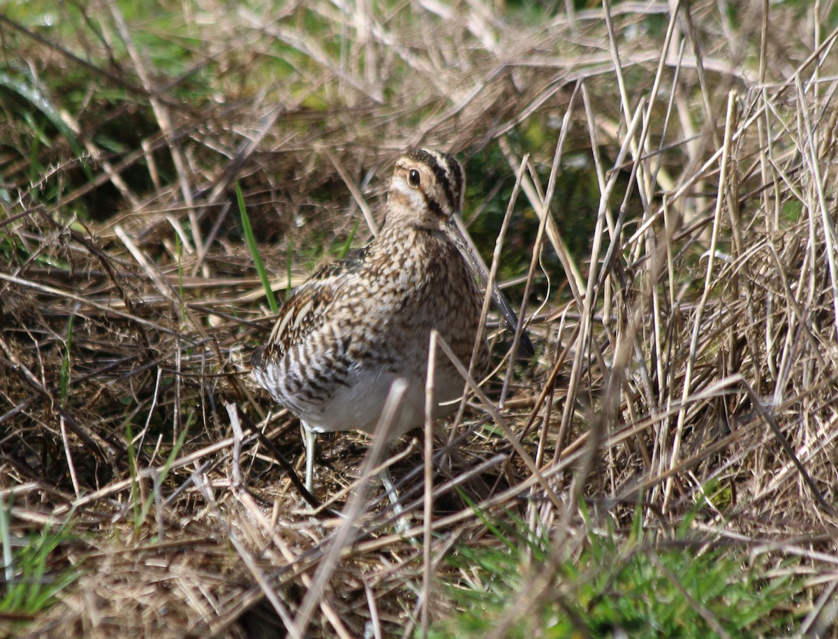 Wilson's Snipe - ML310145881