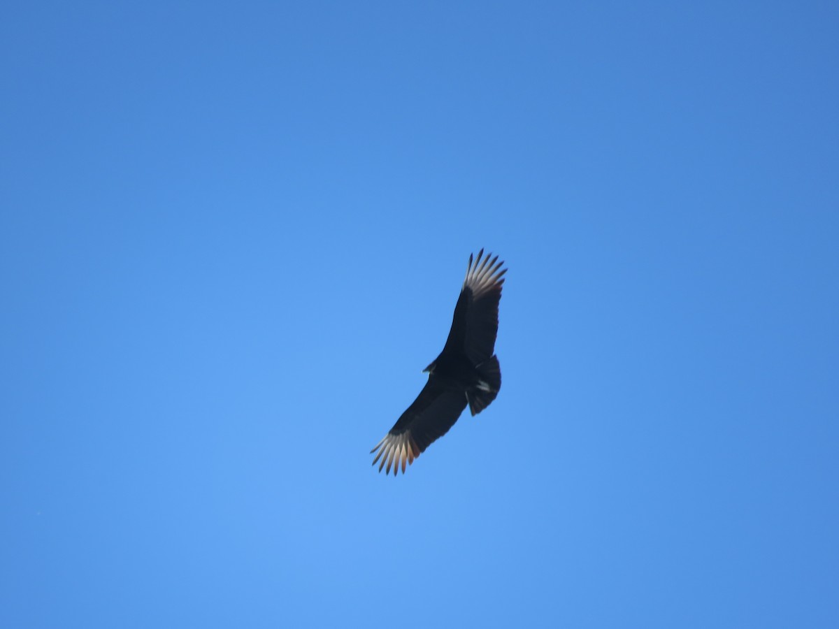Black Vulture - ML310145931