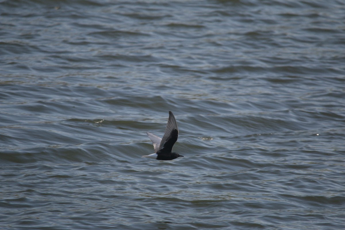 White-winged Tern - Lior Dor