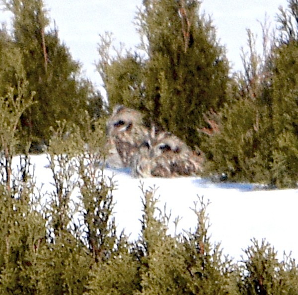 Short-eared Owl - Ed Norris