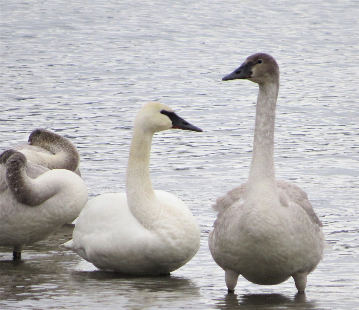 Trumpeter Swan - ML310147371