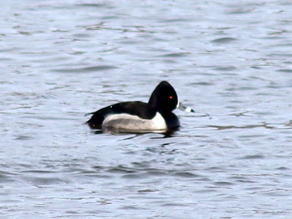 Ring-necked Duck - Sherry Plessner