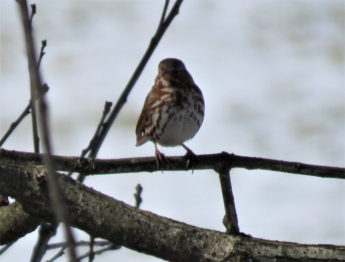 Fox Sparrow - ML310147631