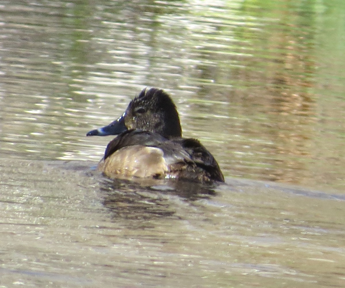 Ring-necked Duck - Susan Patla