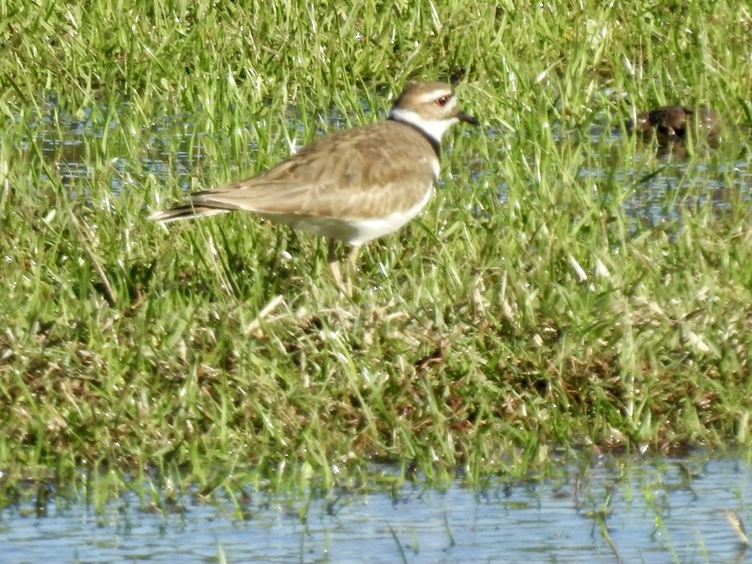 Killdeer - ML310152611