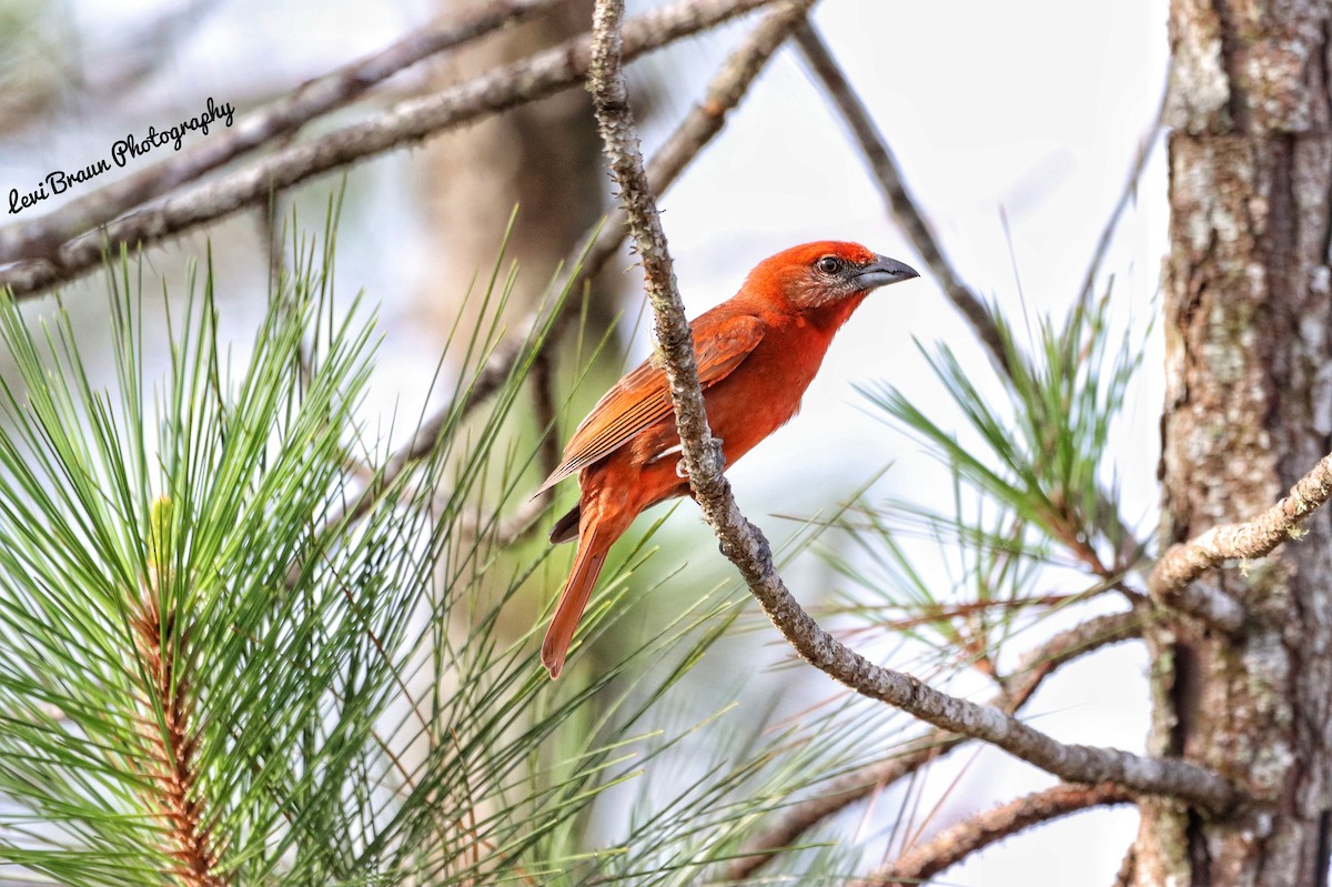 Hepatic Tanager - Levi Braun