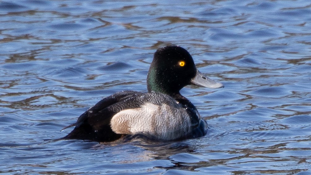 Lesser Scaup - ML310154871