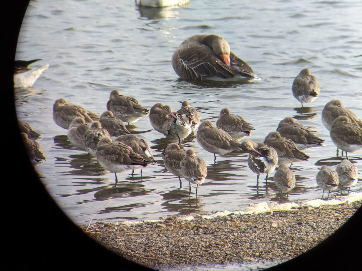 Black-tailed Godwit - ML310155271