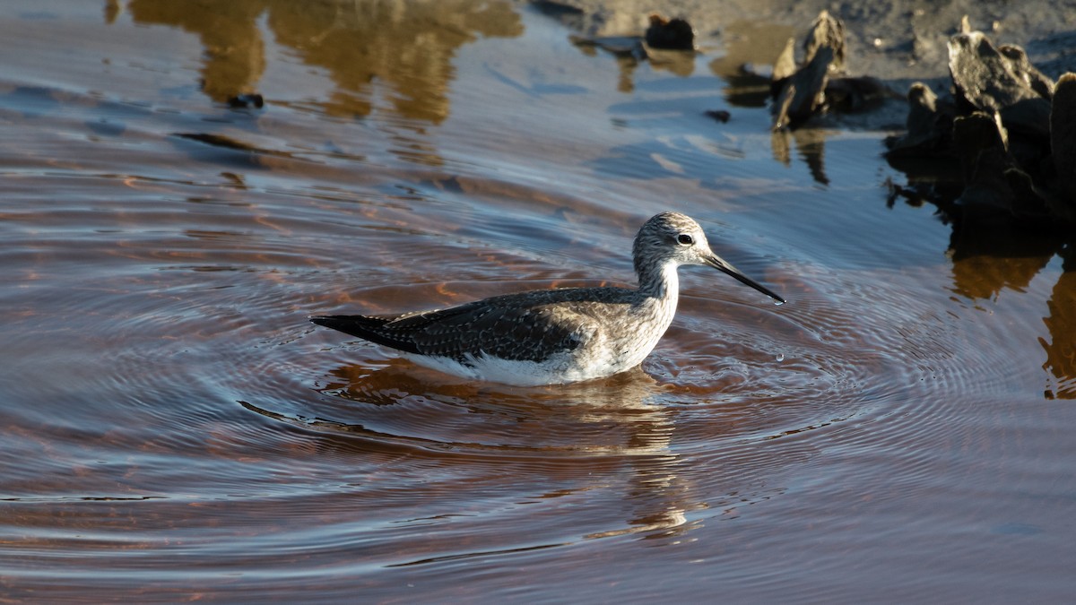 Lesser Yellowlegs - ML310155491