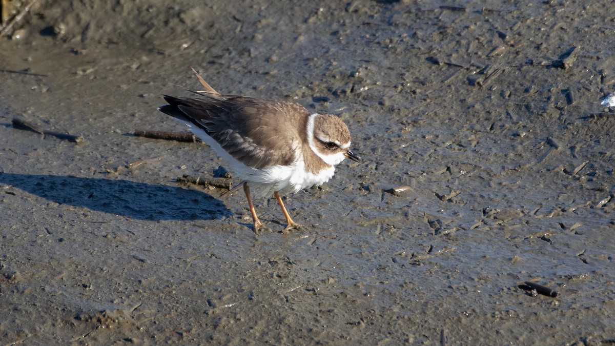 Semipalmated Plover - ML310155601