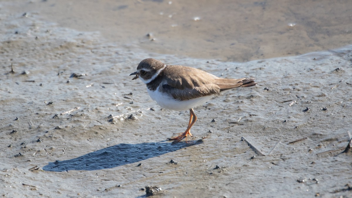 Semipalmated Plover - ML310155681