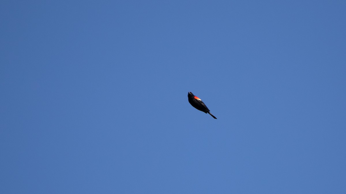 Red-winged Blackbird - ML310156111