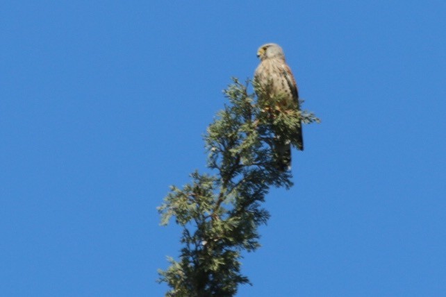 Eurasian Kestrel - ML31015631