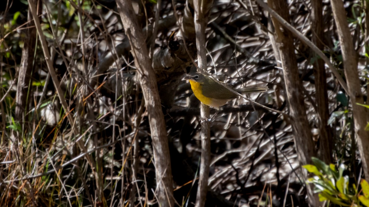 Yellow-breasted Chat - ML310157911
