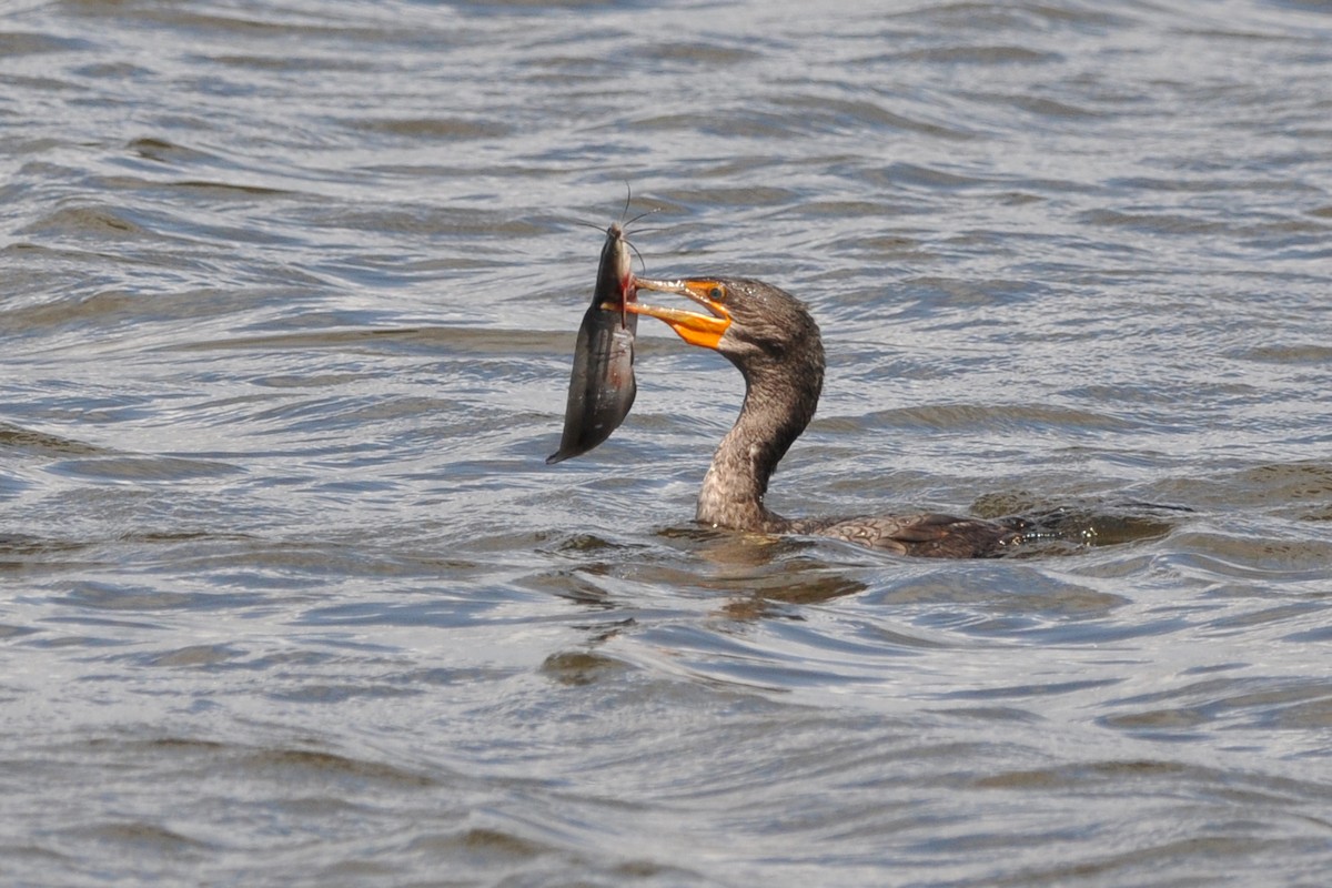 Double-crested Cormorant - Luc and Therese Jacobs
