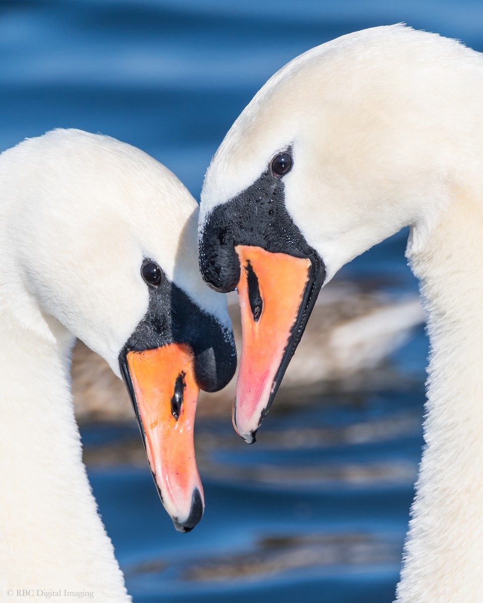 Cygne tuberculé - ML310158981