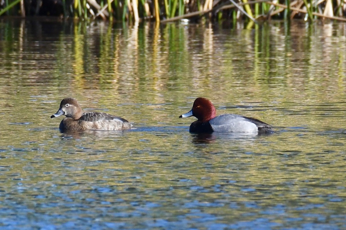 Redhead - Della Alcorn