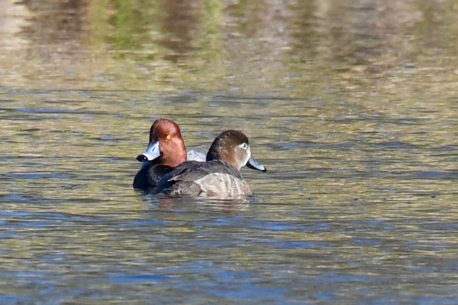 Redhead - Della Alcorn