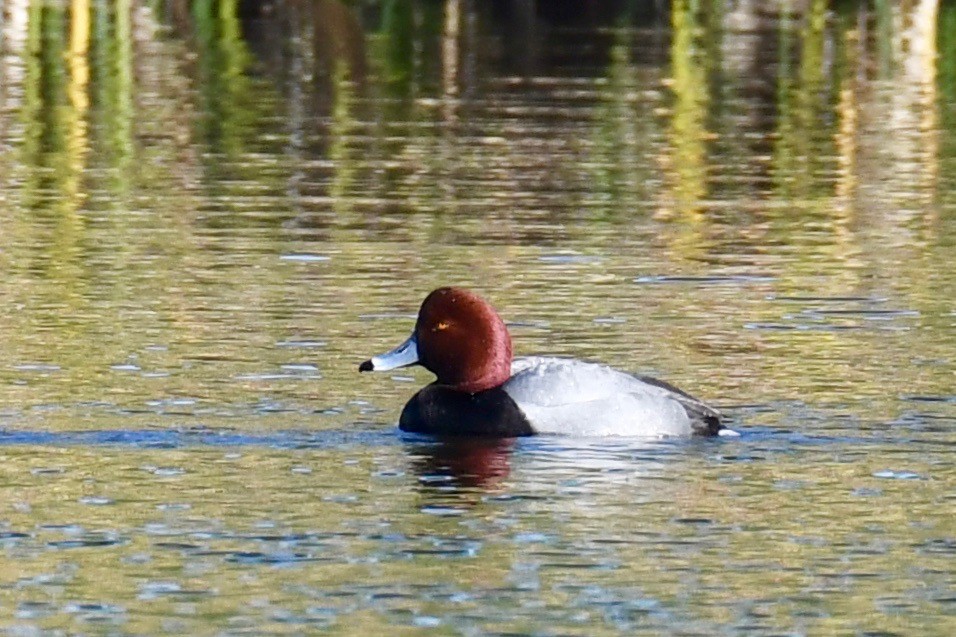 Redhead - ML310159091