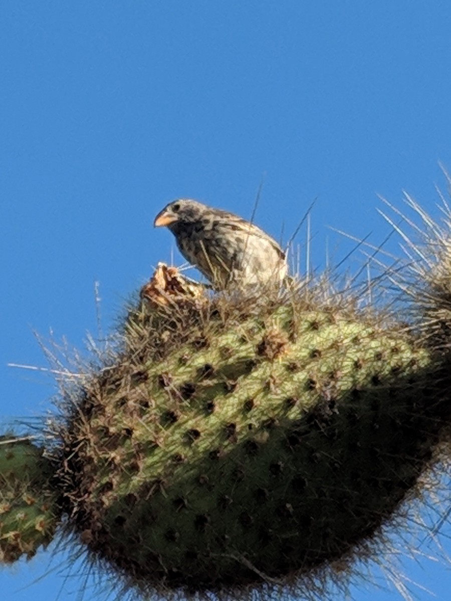 Common Cactus-Finch - ML310159181