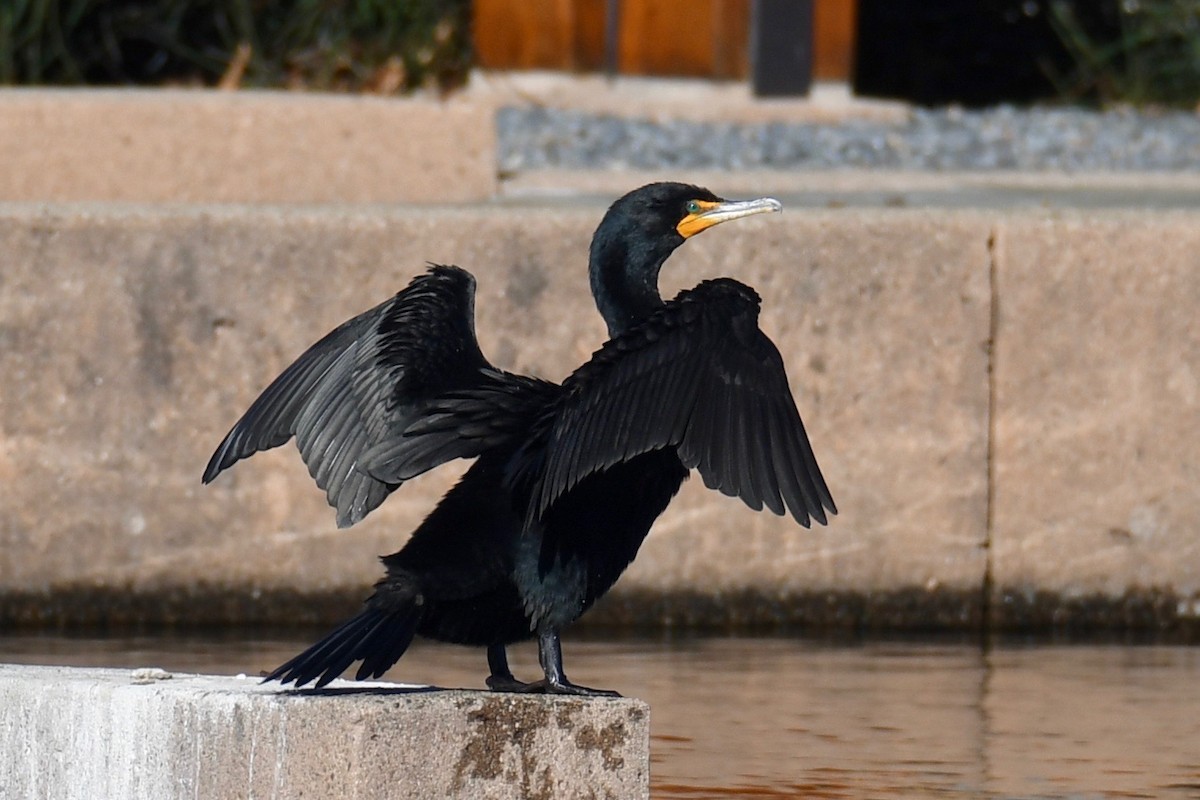 Cormoran à aigrettes - ML310159831