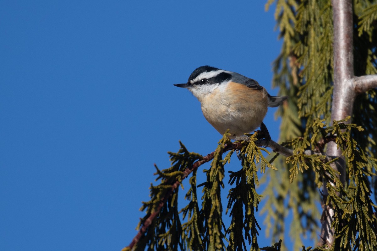 Red-breasted Nuthatch - Alex Lamoreaux