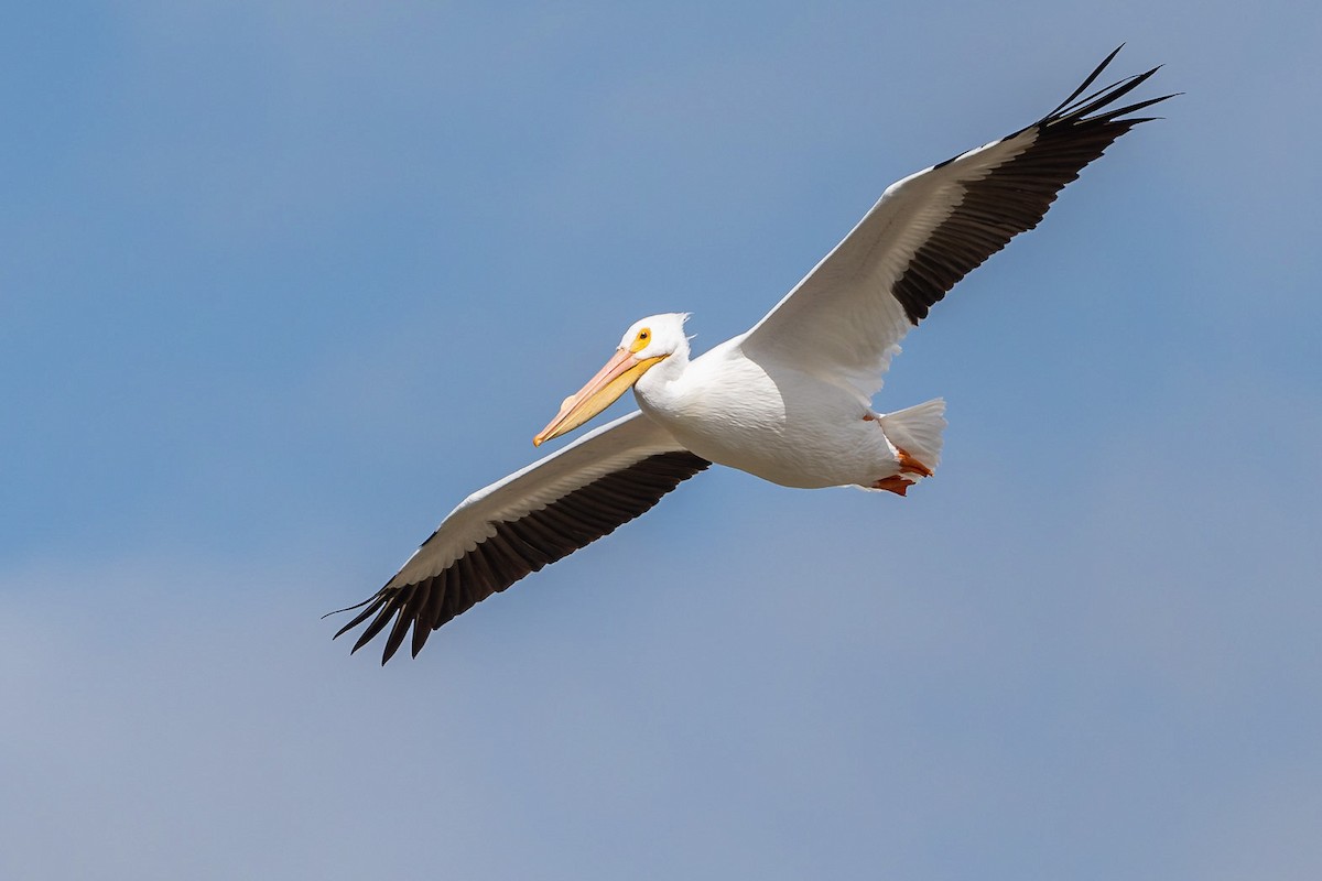 American White Pelican - Frank Farese